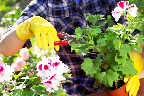 Gardener working in a St John's Wood garden near period terrace