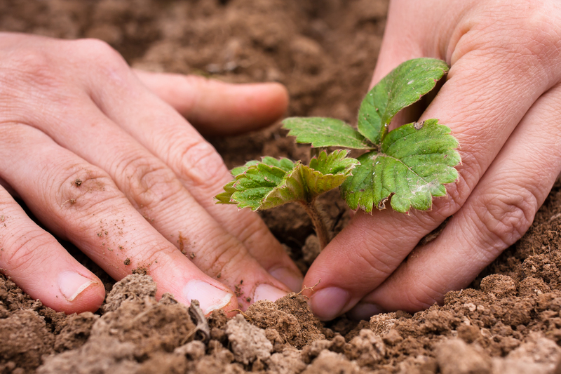 Lawn care lawn maintenance